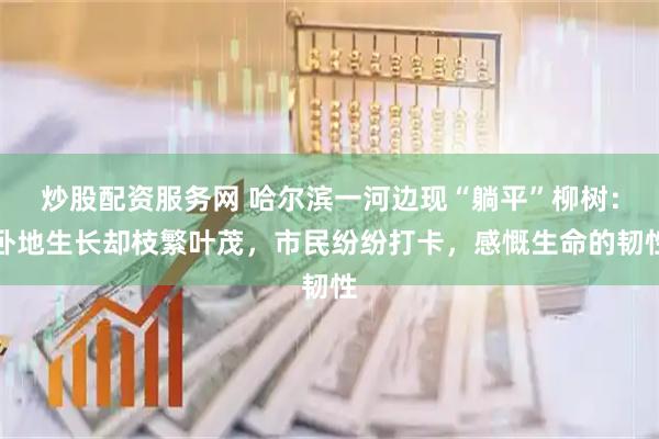 炒股配资服务网 哈尔滨一河边现“躺平”柳树：卧地生长却枝繁叶茂，市民纷纷打卡，感慨生命的韧性